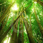 Leadership Growth Model: Some Growth is not Visible and What we Can Learn from the Bamboo Tree