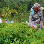 Lean Management Brews Change in the Tea Industry