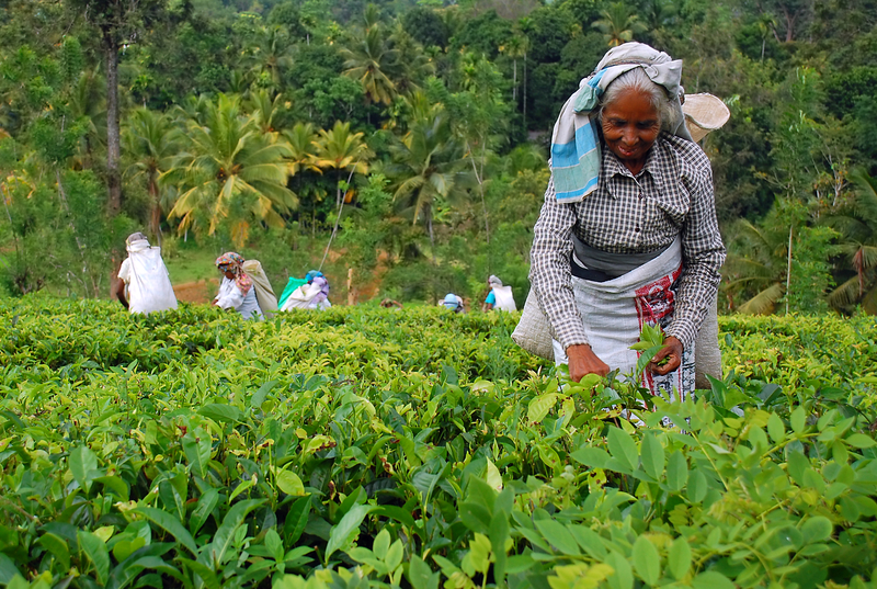 sri lanka tea plantain women picking tea shmula.com