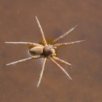 What is the Role of the Water Spider in Lean Manufacturing?
